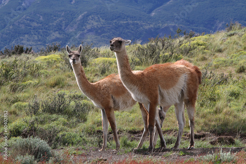 Deux guanacos du parc Torres Del Paine