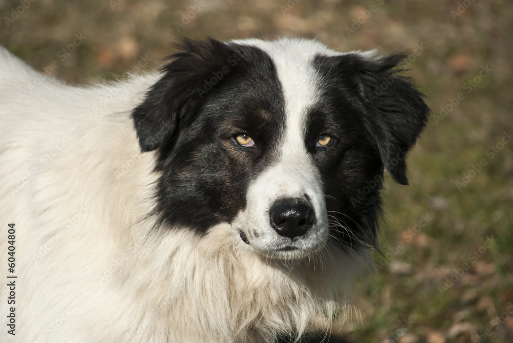Head of young black and white shepherd dog