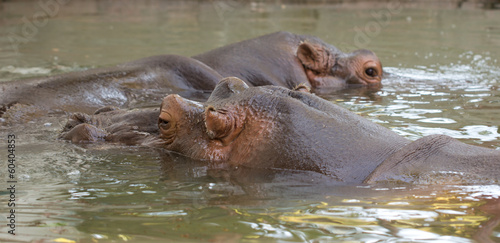 hippo in the water