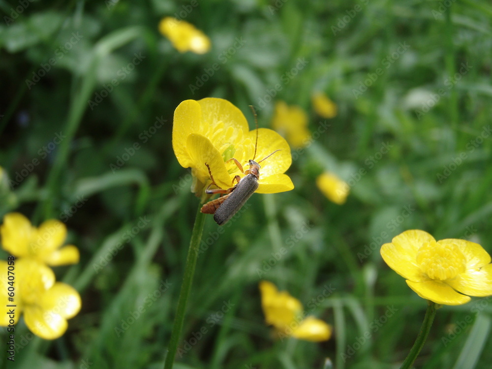 Obraz premium Yellow flowers