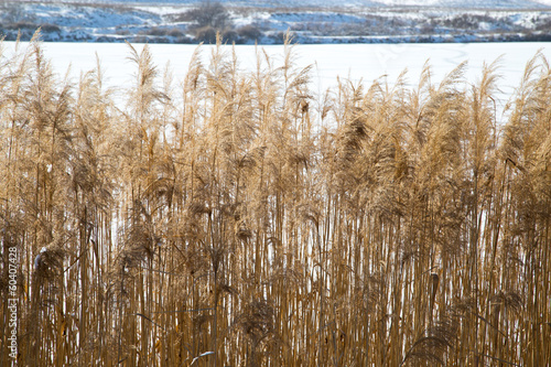 Fototapeta Naklejka Na Ścianę i Meble -  reeds on the lake in winter