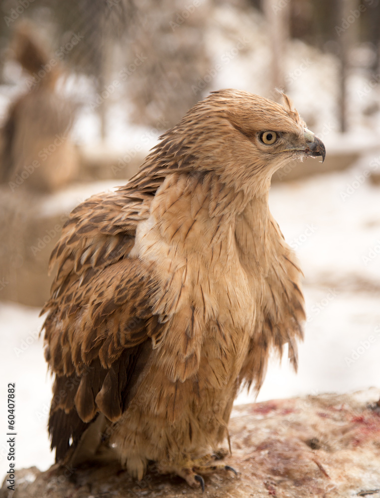 Fototapeta premium hawk in the park outdoors