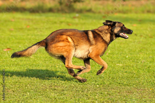 Photos berger belge malinois en ring