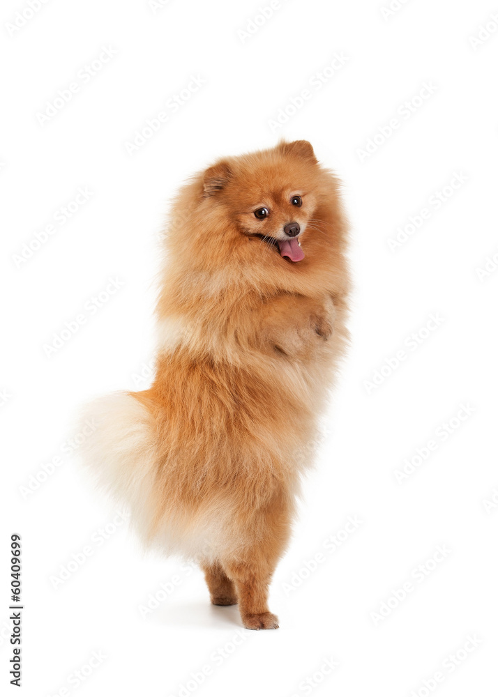Pomeranian puppy on white background Pomeranian puppy on white background