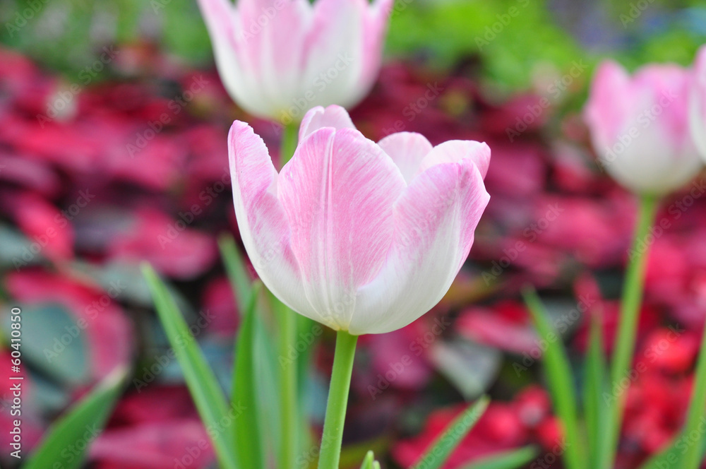 pink tulip on green backgrpund