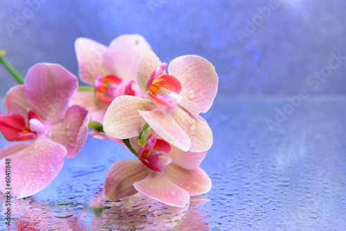 Fototapeta Naklejka Na Ścianę i Meble -  Beautiful blooming orchid with water drops