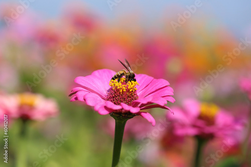Billede på lærred pink zinnia flowers and bee