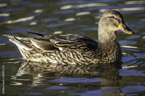 Female Mallard