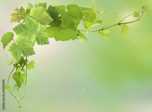 feuilles de vigne photo