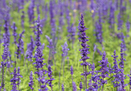 Lavender growing in garden © geargodz
