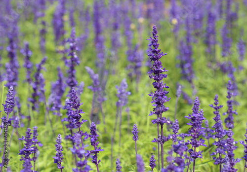 Lavender growing in garden