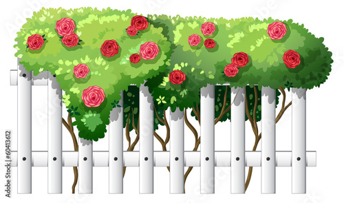 A white wooden fence with flowering plants