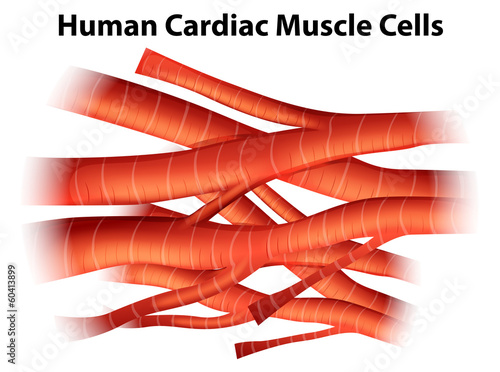 Human cardiac muscle cells