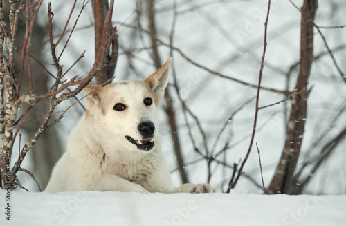 Winter portrait of a dog.