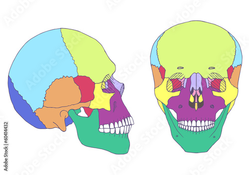 human skull anatomy, medical illustration, front and side view