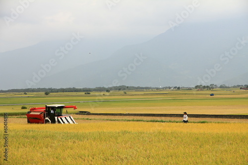 Harvest photo