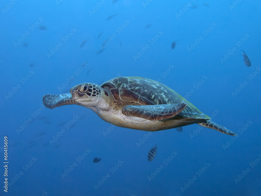 Obraz premium Green turtle