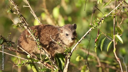 Yellow-spotted rock hyrax, Nairobi National Park, Kenya