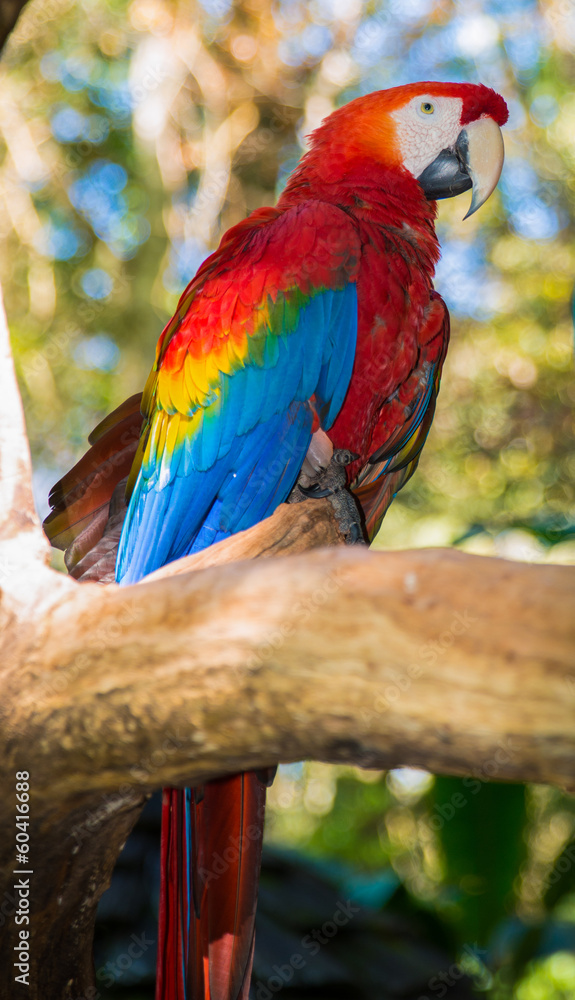 Obraz premium Tropical bird in Iguacu, Brazil