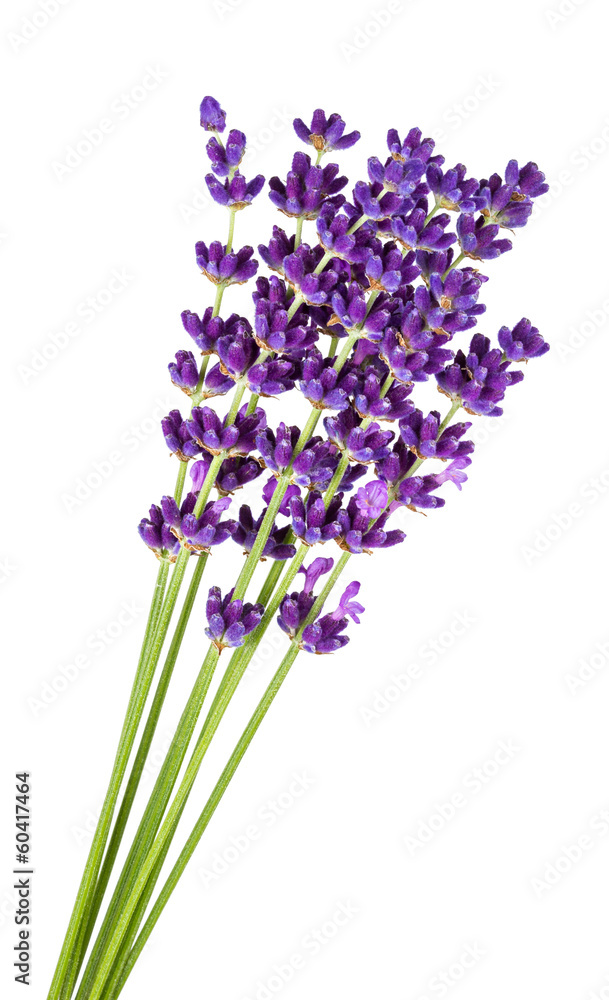 Naklejka premium Lawenda