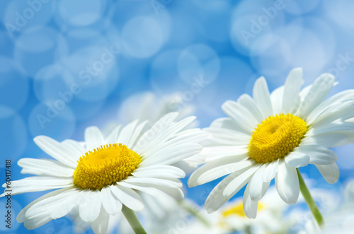 Background with daisies closeup