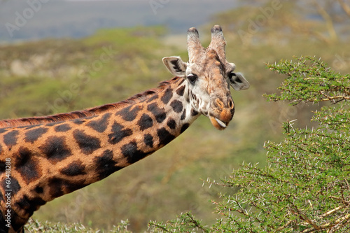 Portrait of a Masai giraffe