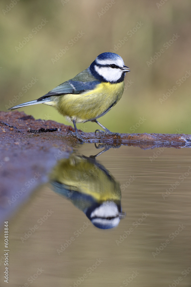 Obraz premium Blue tit, Parus caeruleus