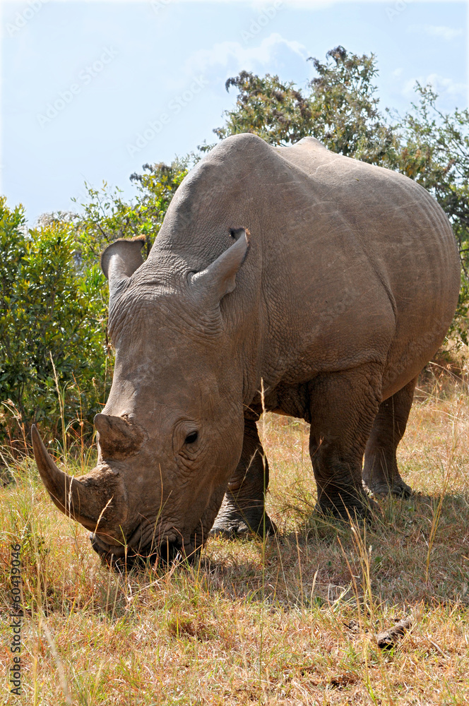Fototapeta premium Masai Mara Black Rhinoceros