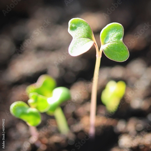 Sprout in soil