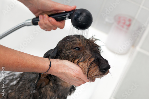 Cane che fa il bagno photo