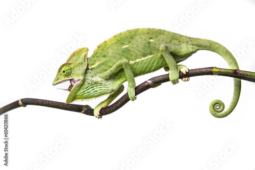 chameleon - Chamaeleo calyptratus