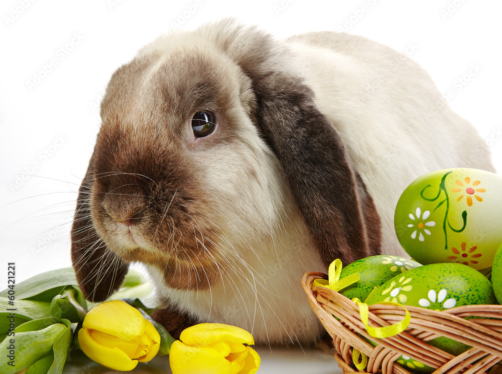 Easter rabbit - obrazy, fototapety, plakaty 