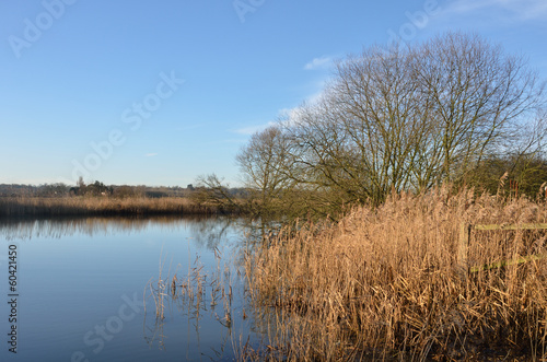Winter river with reeds