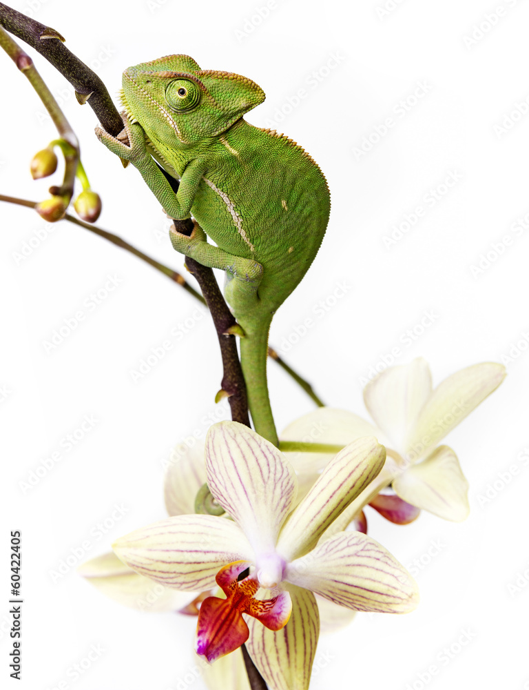 Obraz premium chameleon - Chamaeleo calyptratus