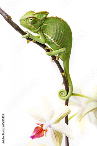 chameleon - Chamaeleo calyptratus and orchid