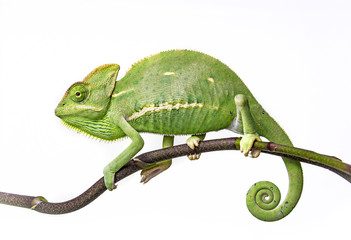 Handdoek met foto Kameleon Gesluierde kameleon op groene tak  © Vera Kuttelvaserova