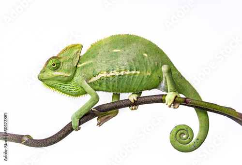 green chameleon - Chamaeleo calyptratus #60422891