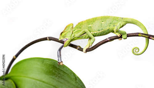 green chameleon - Chamaeleo calyptratus hunting cricket