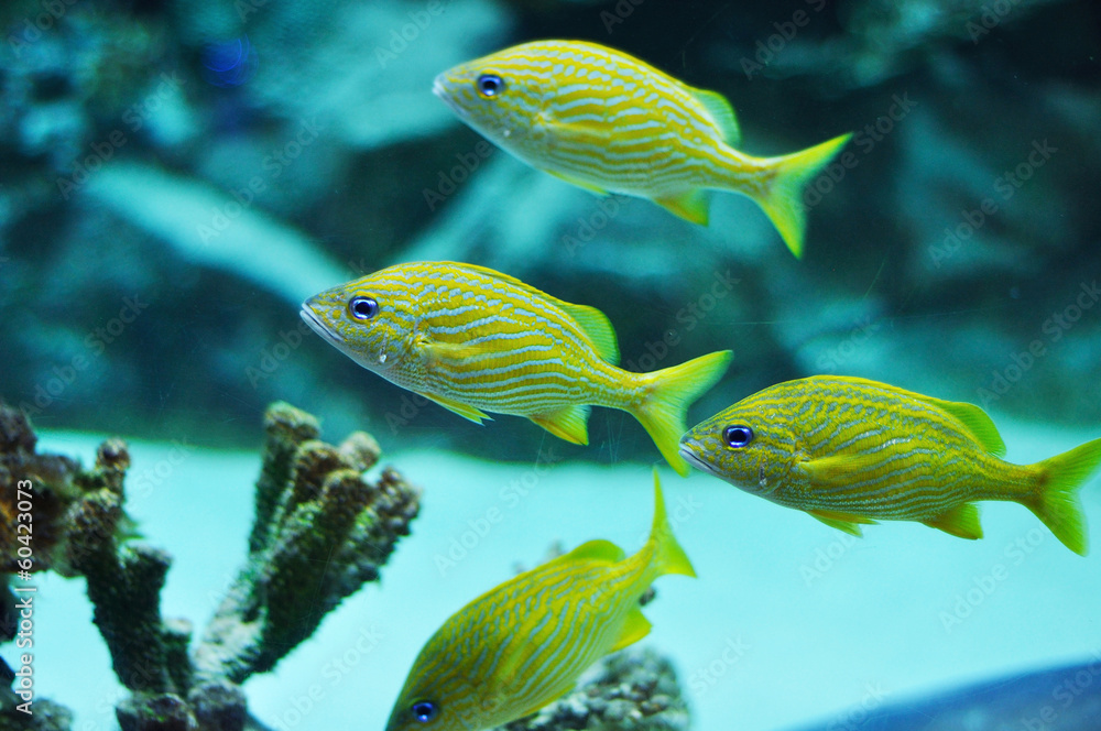 Blue stripe grunts in tropical waters Blue stripe grunts in tropical waters