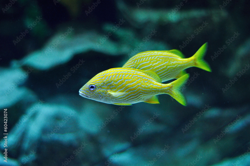 Blue stripe grunt in tropical waters Blue stripe grunt in tropical waters