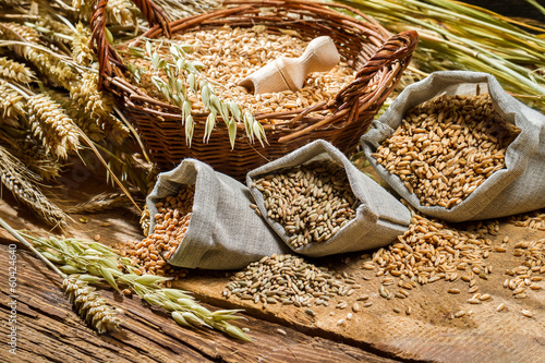 Stampa su tela Different types of cereal grains with ears