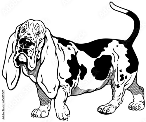 basset hound black white