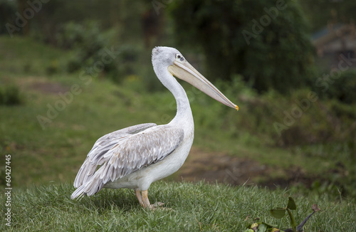 White Pelican on the meadow