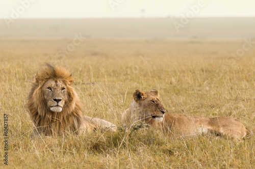 African lion couple in savanna