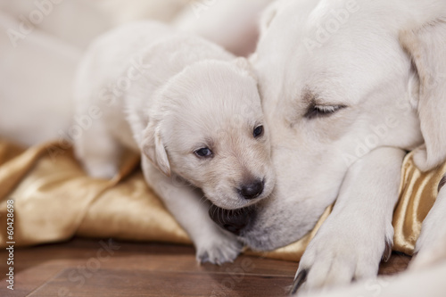 Obraz na plátně white labrador retriever mother with puppy