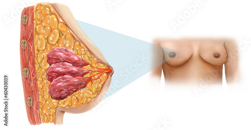 Tableau sur toile meme anatomisi