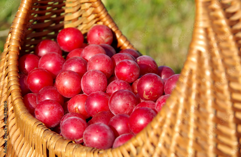 Wild plums in a basket Wild plums in a basket