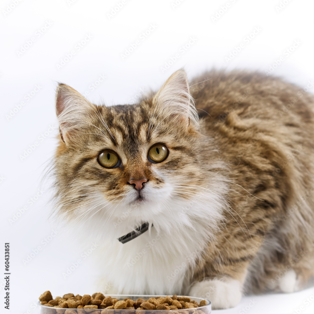 Cat - (Maine Coon) eats