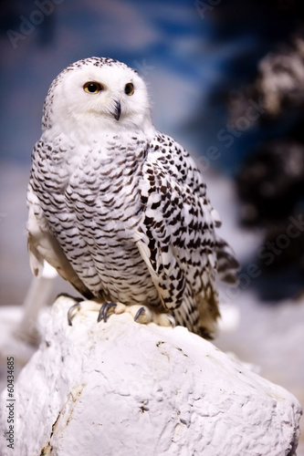 Snowy Owl © Gennadiy Poznyakov