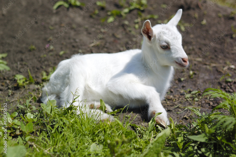 Baby goat in pasture Baby goat in pasture